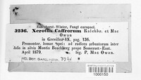 Xerotus caffrorum image